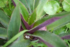 Tradescantia spathacea